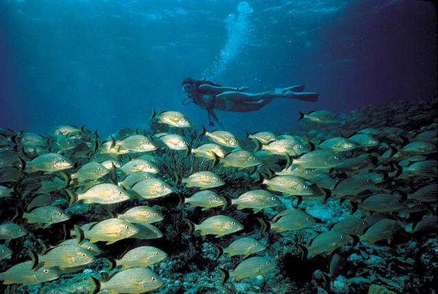  Un banco de peces 